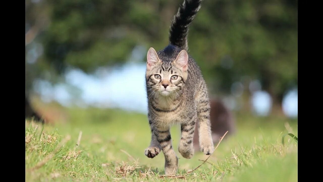 Met cat. Кошки. Кот. Кот убегает. Кошка в движении.