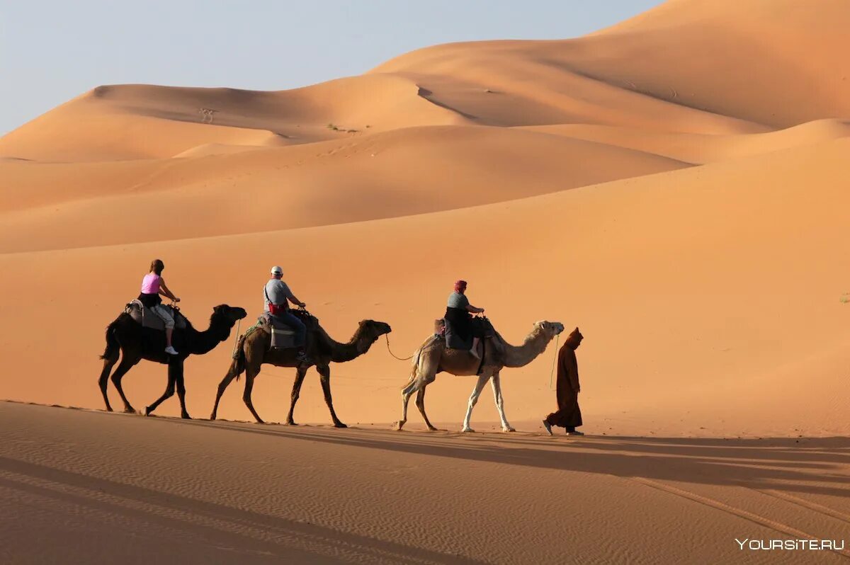 Караван путешествий. Марокко Караван. Пустыня в рас Аль Хайма. Караван с верблюдами в пустыне. Верблюд в пустыне.