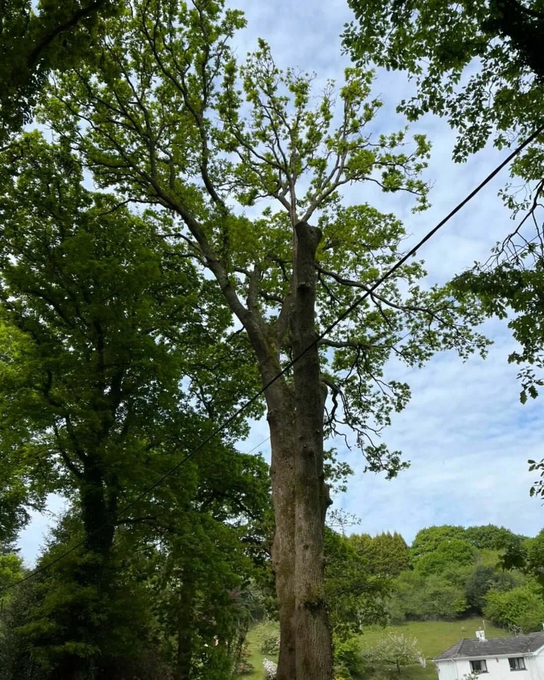 The special tree. The special tree
