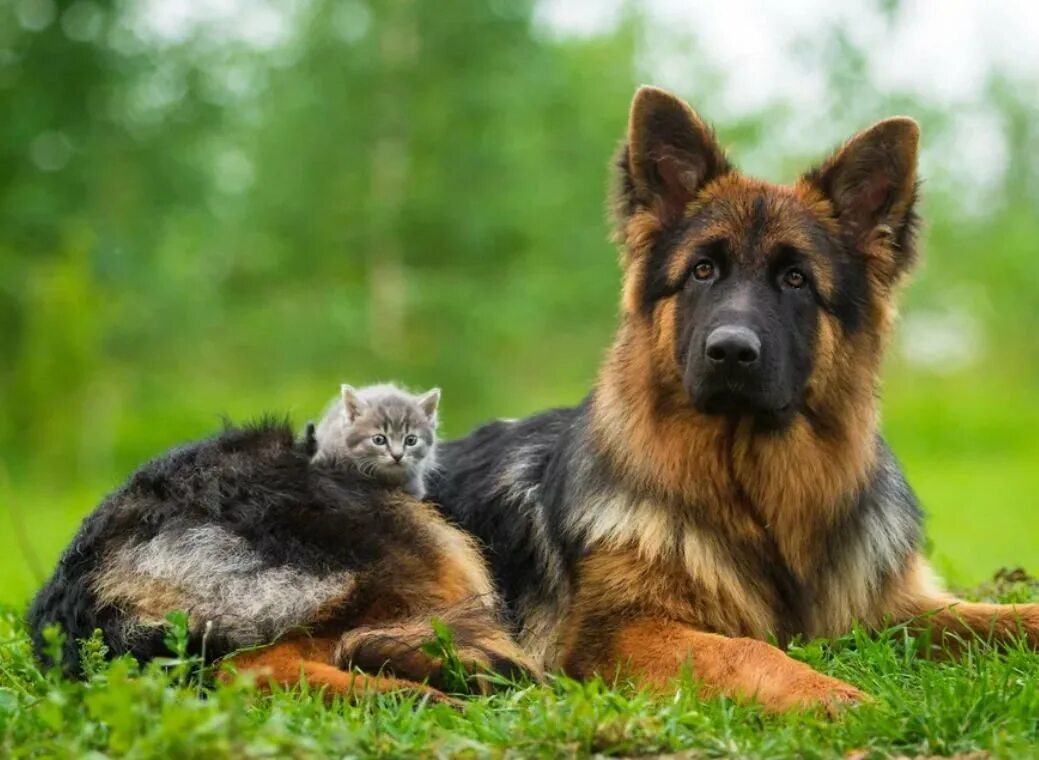 Овчарки всех пород с названием. Шилонская овчарка shiloh shepherd. Белорусская ушастая овчарка. Шилох овчарки. Бельгийская овчарка.