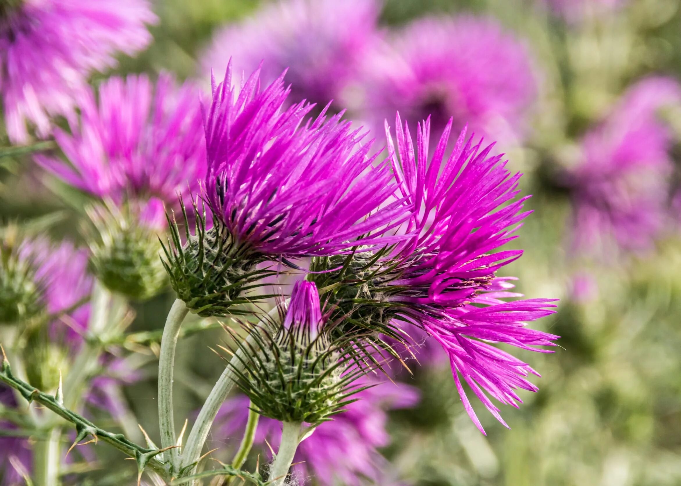 Расторопша пятнистая польза. Расторопша пятнистая (Silybum Marianum). Расторопша пят. Чертополох и расторопша. Расторопша (Марьин чертополох).