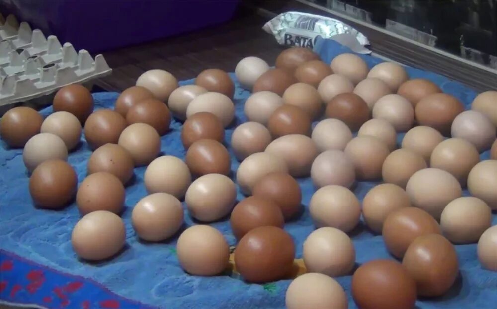Моют ли яйца перед инкубацией. Мытье яиц. Закладка яиц в инкубатор. Дезинфекция инкубационных яиц. Мытое яйцо.
