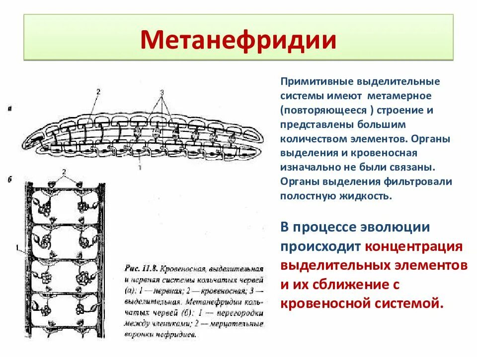 Строение выделительной системы кольчатых червей. Выделительная система протонефридии метанефридии. Метанефридии дождевых червей. Строение выделительной системы дождевого червя.