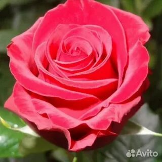 Prestige rose