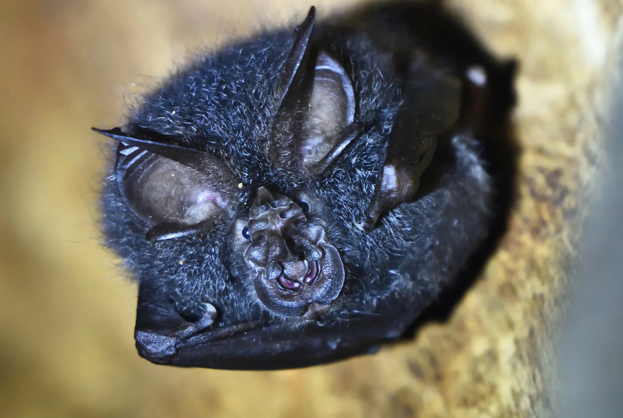 Крылан черный. Р летучих мышей. Федор летучая мышь. Летучая мышь крылан. Новогвинейский крылан.