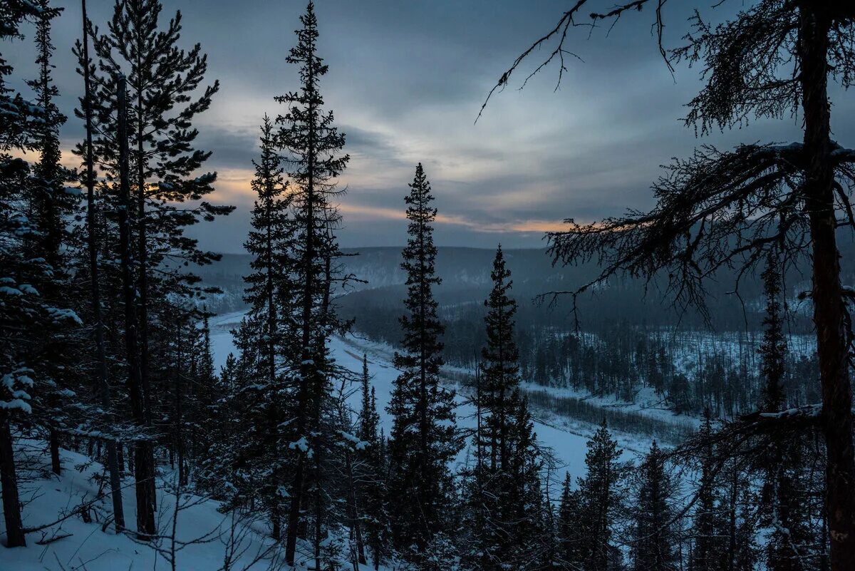 Тайга Якутии. Зимняя Тайга Якутии. Тайга Якутии фото. Тайга Якутии синяя. В тайге зима холодная лето теплое