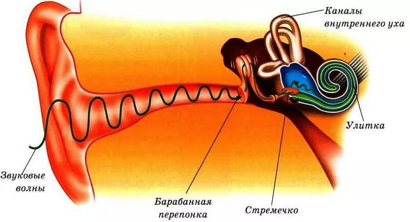 Строение внутреннего уха человека анатомия. Строение улитки уха человека. Строение улитки внутреннего уха человека. Внутреннее строение уха человека для детей. Во внутреннем ухе расположены