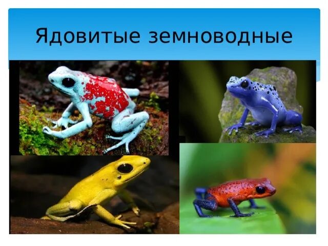 Разнообразие земноводных презентация 7 класс. Ядовитые амфибии. ядовитые земноводные. ядовитые земноводные примеры. ядовитые виды земноводных.