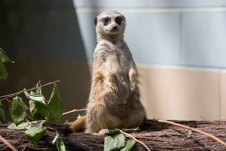 Сурикат в руках. Домик для суриката. Сурикат. Животные для квартиры. Сурикат дома.