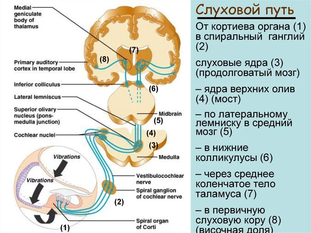 Проводящие пути слухового анализатора. Проводящие пути слухового анализатора анатомия. Проводящий путь слухового анализатора анатомия. Ядра проводящих путей слухового анализатора это. Строение вестибулярного нерва