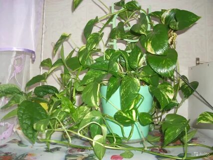 Вьюн комнатный