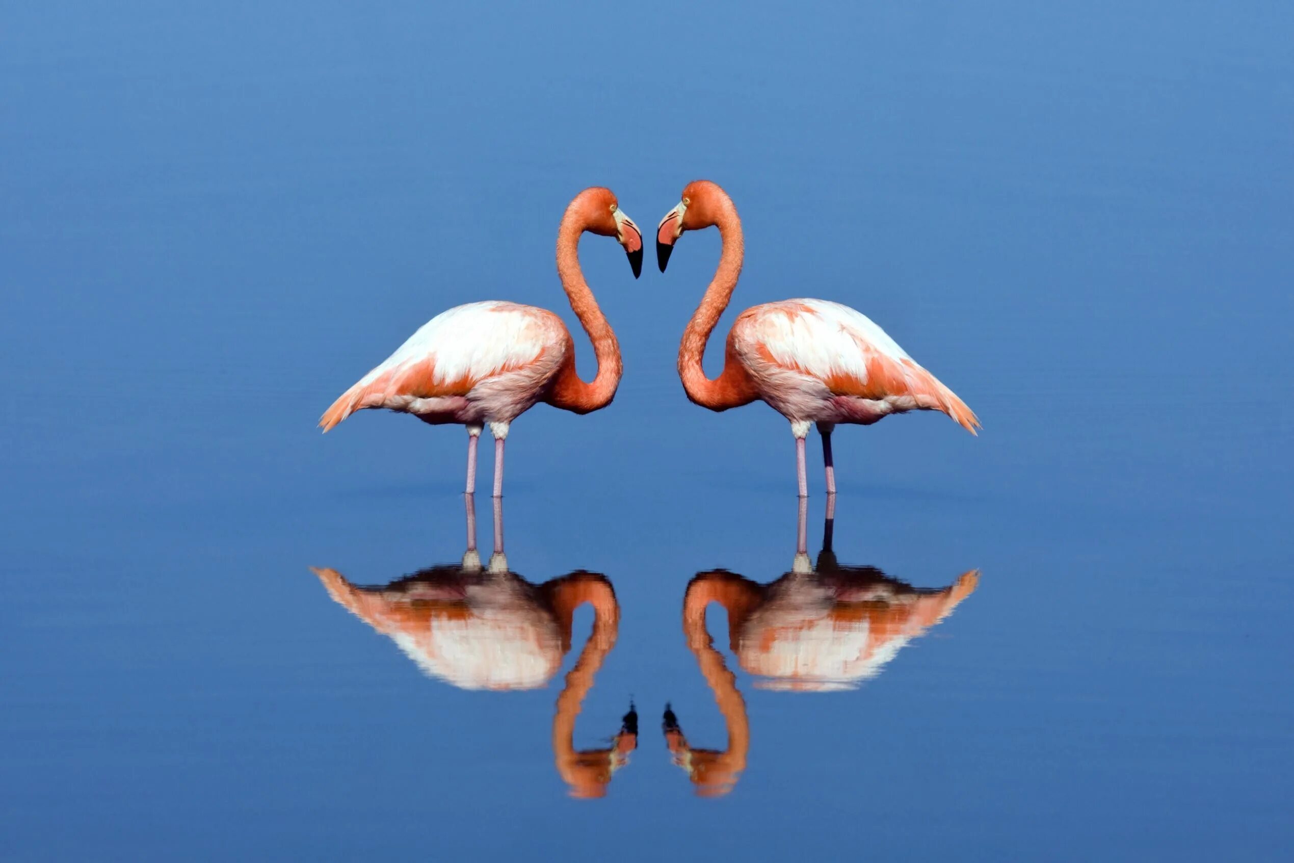 Тип симметрии животного птицы. Зеркальная симметрия в природе животные. Зеркальная симметрия у животных. Симметрия в мире животных. Зеркальная симметрия в жизни животные.