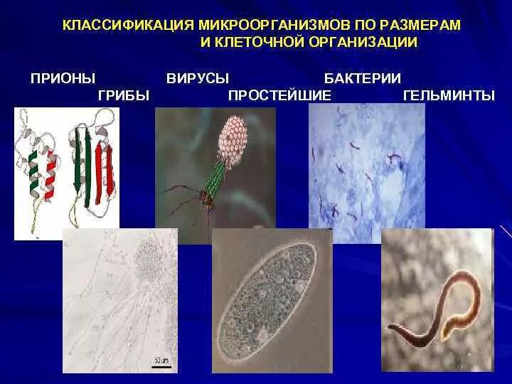 Формы бактерий вирусов грибов
