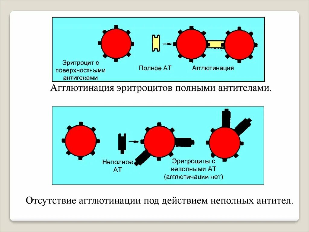 Реакция агглютинации антиген