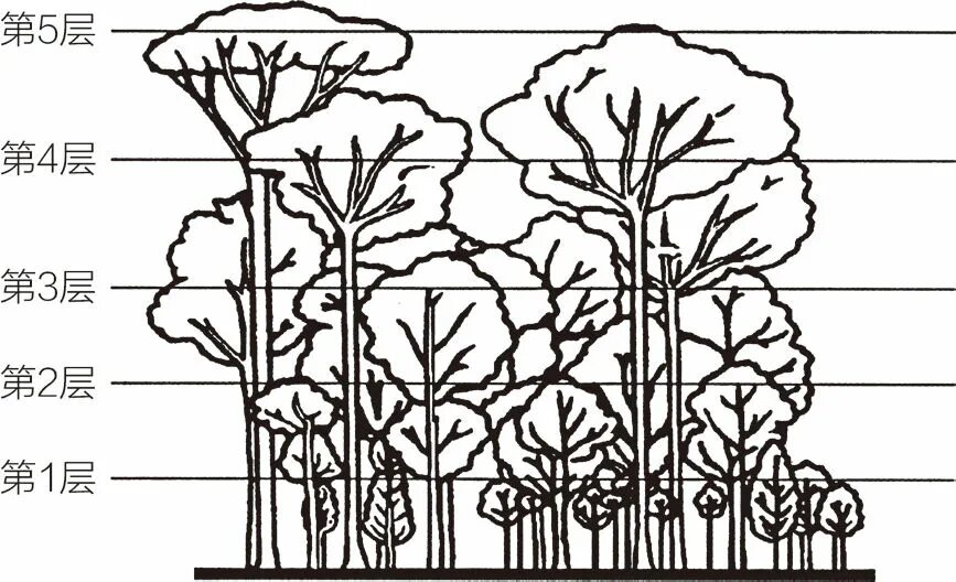 Ярусы влажного тропического леса. Ярусность тропического леса схема. Ярусность леса схема. Ярусность тропического леса. Тропические леса ярусы