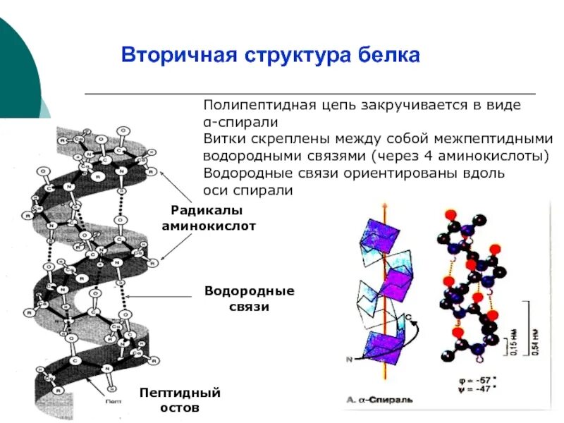 Процесс сборки полипептидной цепи называется. Вторичная структура белка связи биохимия. вторичная структура полипептидной цепи белка. вторичная структура белка, виды вторичных структур. структура белка в полипептидной цепи.