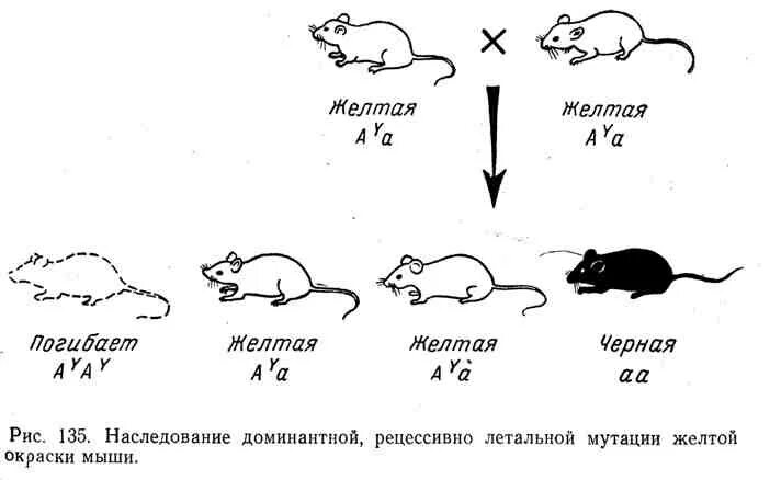 Доминантные признаки мыши. Летальные гены Тип наследования. Летальные мутации примеры. Доминантные летальные мутации. Рецессивные летальные мутации.