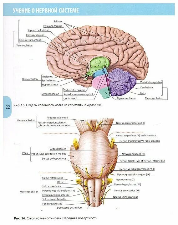 базальные ганглии полосатое ядро головного мозга анатомия. головной мозг латынь. спайки головного мозга анатомия. головной мозг латынь. топография отделов головного мозга.