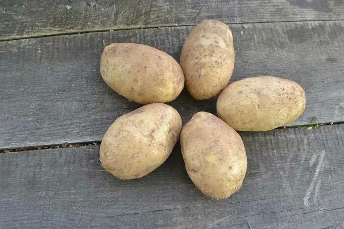 Удача картофель характеристика отзывы
