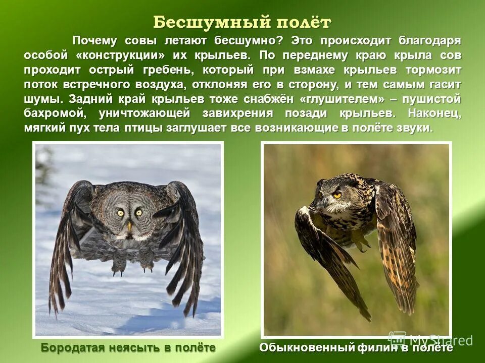 Совы. Бесшумные совы. Бесшумная сова. Сова в полёте. Огромная сова.