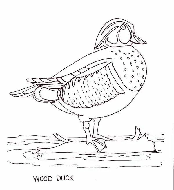 Утка мандаринка раскраска для детей распечатать Duck Motif Background CleanPNG / KissPNG