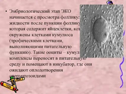 Пункция фолликулов отзывы форум