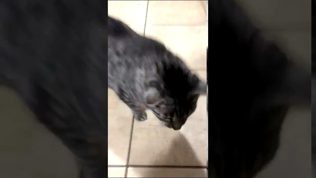 Кошка блюет желчью и не ест