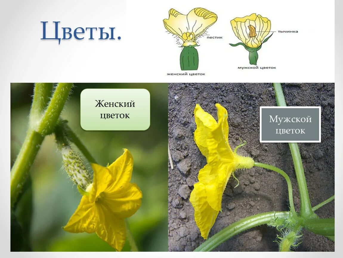 Как отличить цветы. Мужской цветок огурца. Цветки огурца мужские и женские. Женский цветок огурца. Мужской и женский цветок.