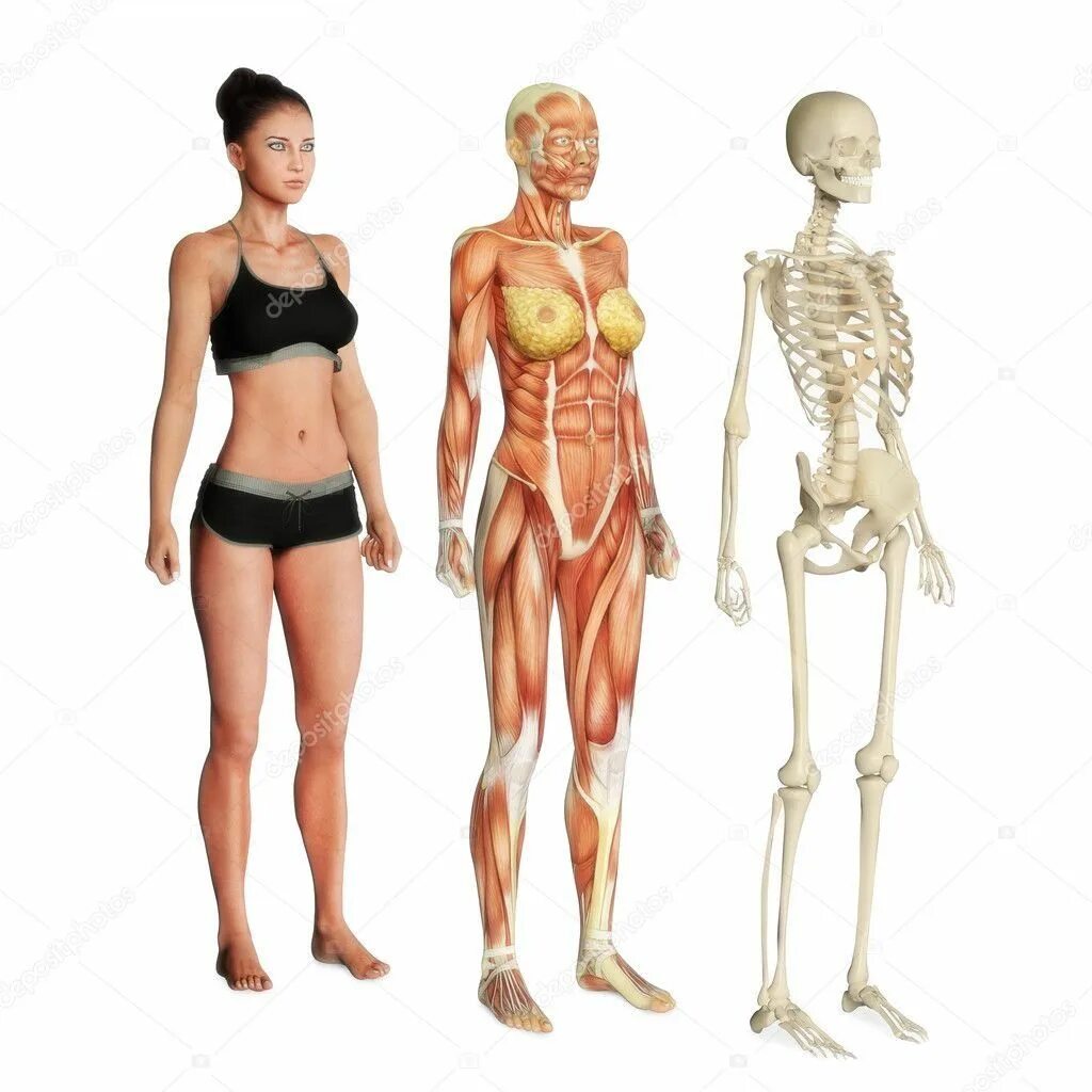 Free Vector Human anatomy model with different systems Human anatomy model, Huma
