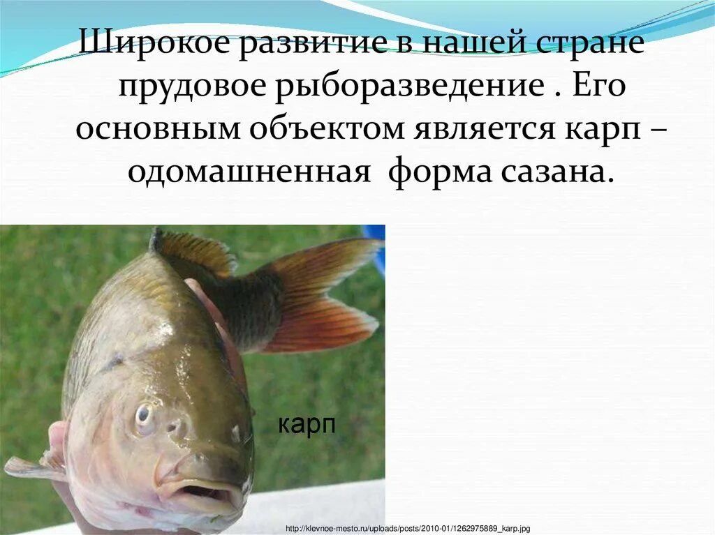 Какой рыбы является карп. Карп одомашненная форма сазана. карп презентация рыба презентация. одомашненные рыбы. карп это одомашненная форма какой рыбы.