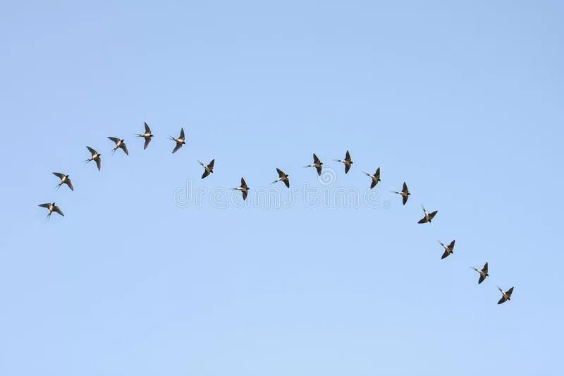 Траектория полета птиц. Хронофотография птицы полет. Ритмическое расположение летящих птиц. Траектория полета крыльев птиц.
