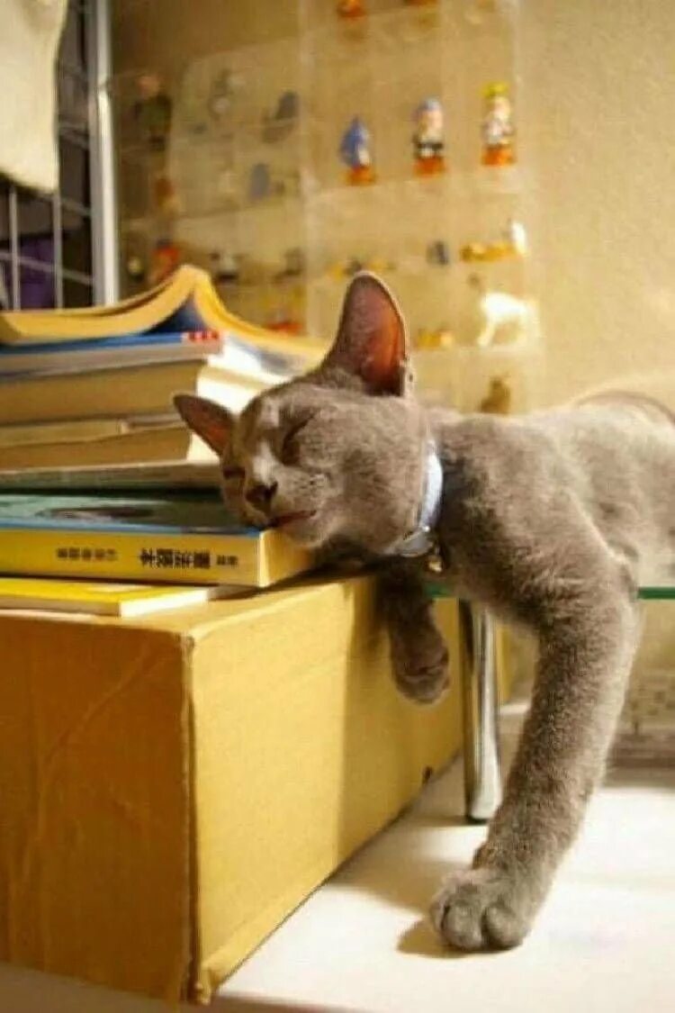 Котенок устал. Кот устал. усталый котик. усталая кошка. коты спят в смешных позах.
