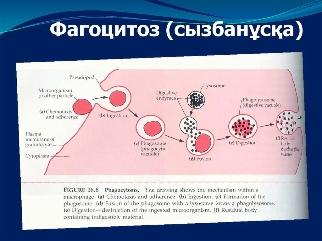 Особенности фагоцитоза. Фагоцитоз у детей. Особенности фагоцитоза у детей. Фагоцитоз иммунитет.