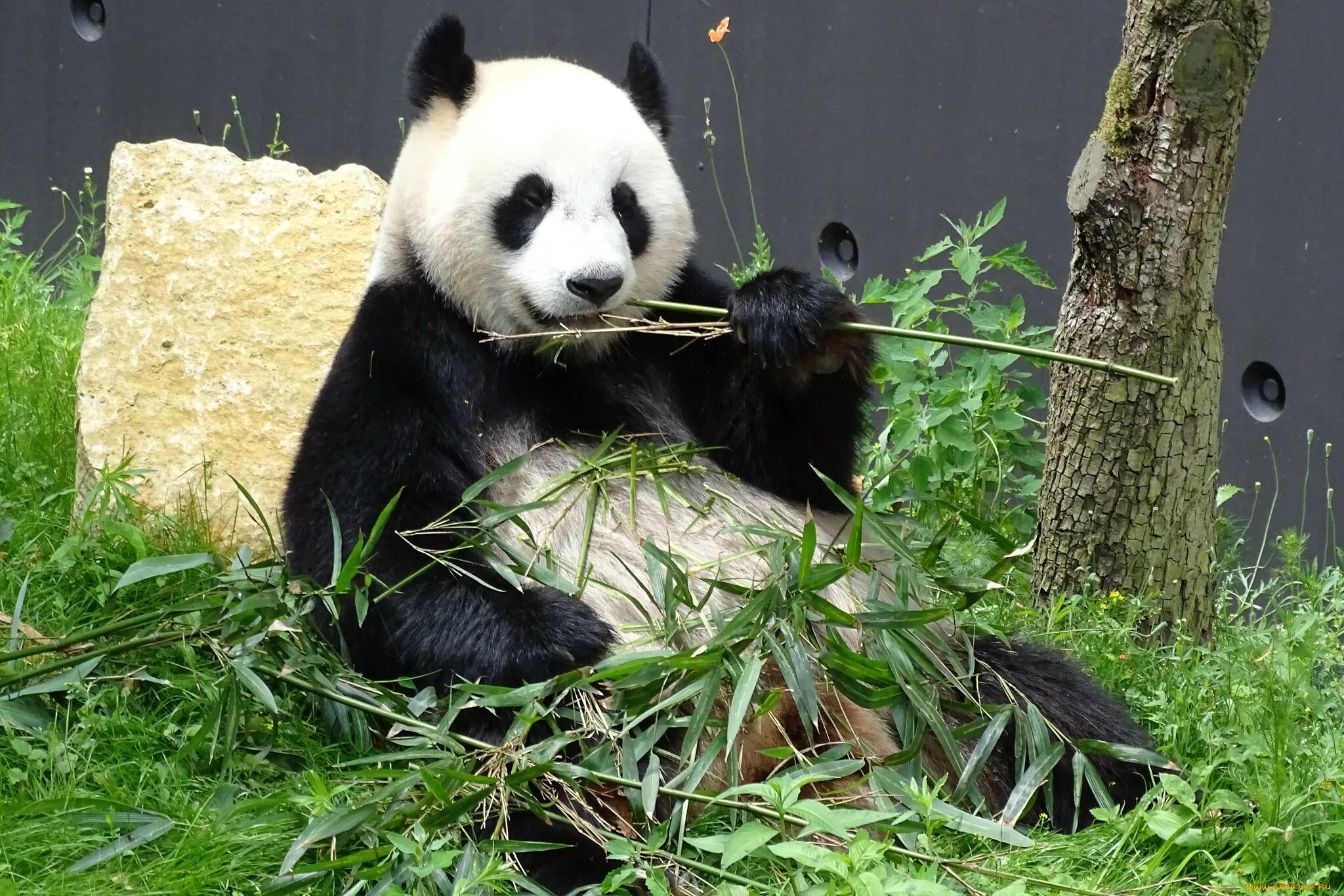 Большая панда что едят. Панда жует бамбук. Панда на бамбуке. Большая Панда окрас. Панда Вики.