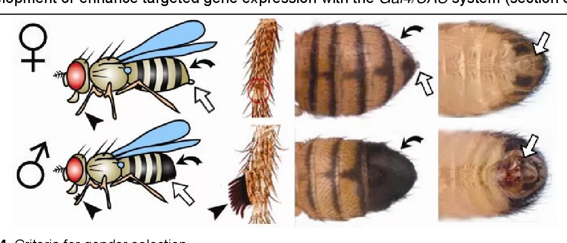 Генотип мухи дрозофилы. Муха дрозофила. мушка дрозофила. drosophila melanogaster мутации. мутации мушки дрозофилы.