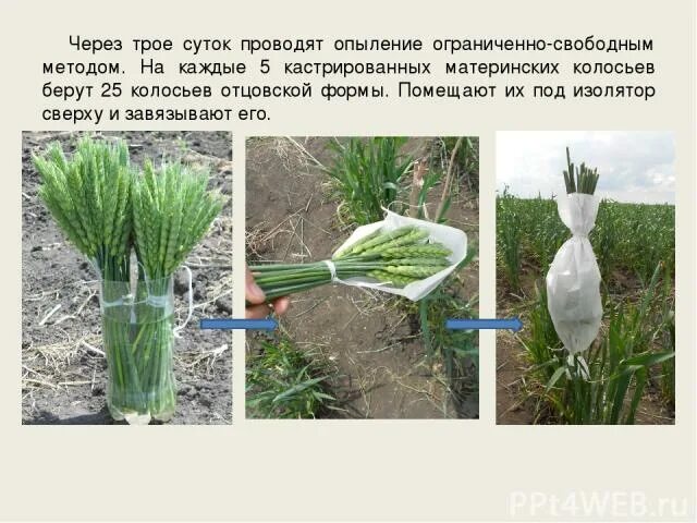 С какой целью проводят искусственное опыление. Кастрация цветков пшеницы. Опыление пшеницы. Способ опыления пшеницы. Искусственное опыление.