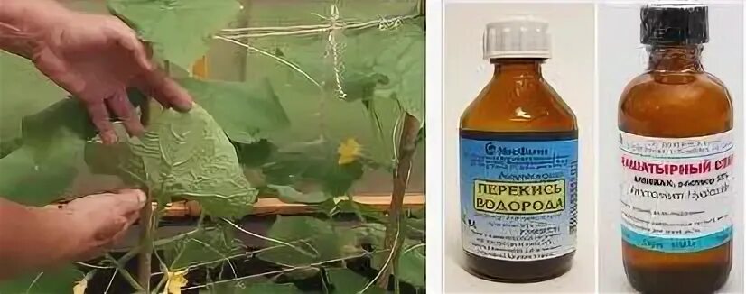 Нашатырь от паутинного клеща на огурцах. Средство от паутинного клеща на огурцах. Паутинный клещ на огурцах. Препараты от паутинного клеща в теплице. Паутинный клещ на листьях огурцов.