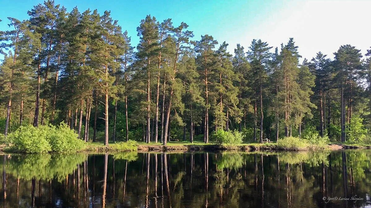 Мещера рязанская область. Река пра Рязанская область. Мещёра национальный парк. Река пра Рязанская.