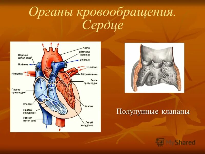 Основные органы кровообращения