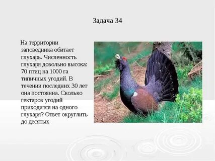 Где глухарь