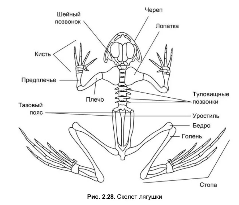 Сделайте подписи к рисунку строение. Скелет и внутреннее строение амфибий. Уростиль в скелете лягушки. Строение скелета лягушки биология 7 класс. Внутреннее строение лягушки скелет.