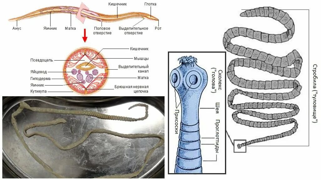 Строение внутренних паразитов. Бычий ленточный цепень. Строение ленточных червей паразитов. Строение ленточных гельминтов.