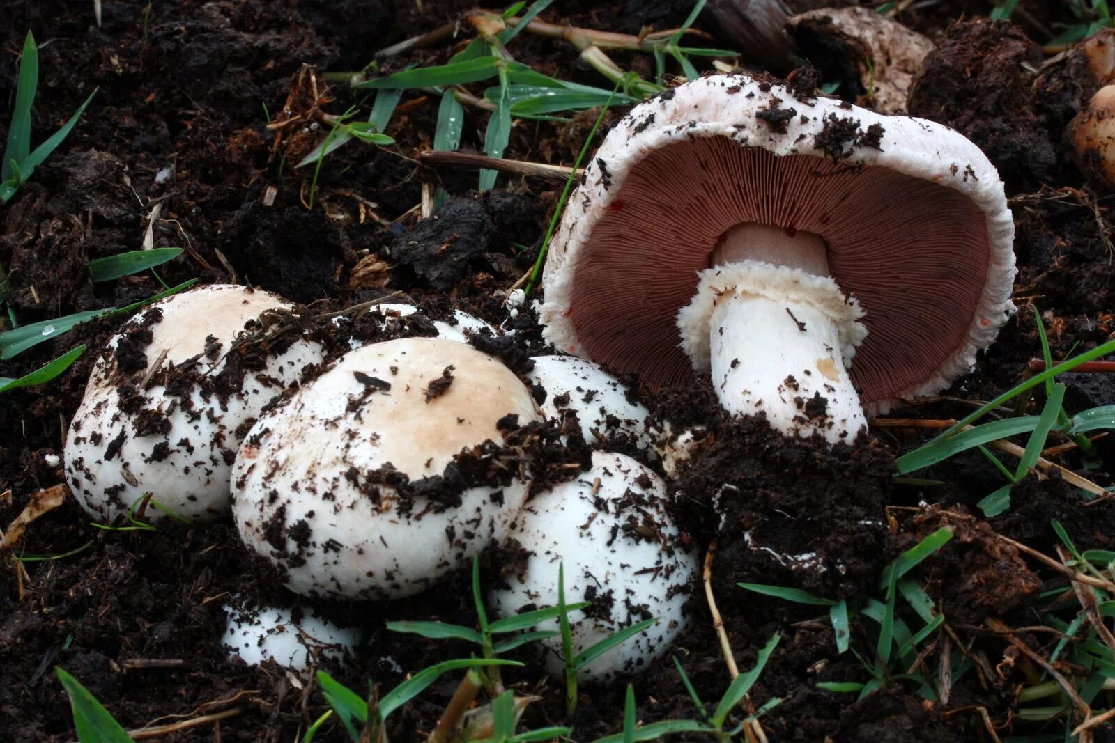Черные шампиньоны можно. Шампиньон перелесковый гриб. Шампиньон плоскошляпковый. Шампиньон пёстрый (Agaricus meleagris). Агарикус биспорус.