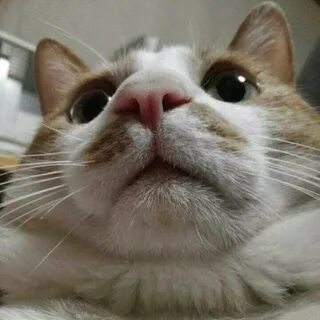 Кот ммм