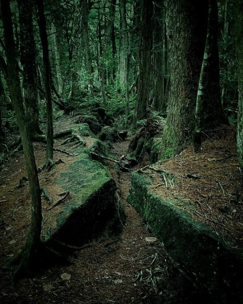 Жуткий дом в лесу. Привидение в лесу. Лес самоубийц аокигахара. Жуткие истории леса. Глаза в лесу.