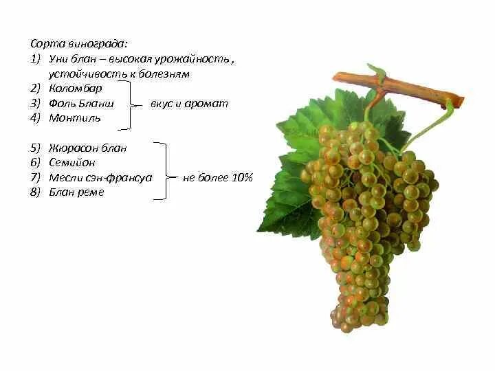 Какие сорта винограда для вина. Фоль Бланш сорт винограда. Уни Блан сорт винограда. Сорта винограда для коньяка во Франции. Уни Блан сорт винограда описание.