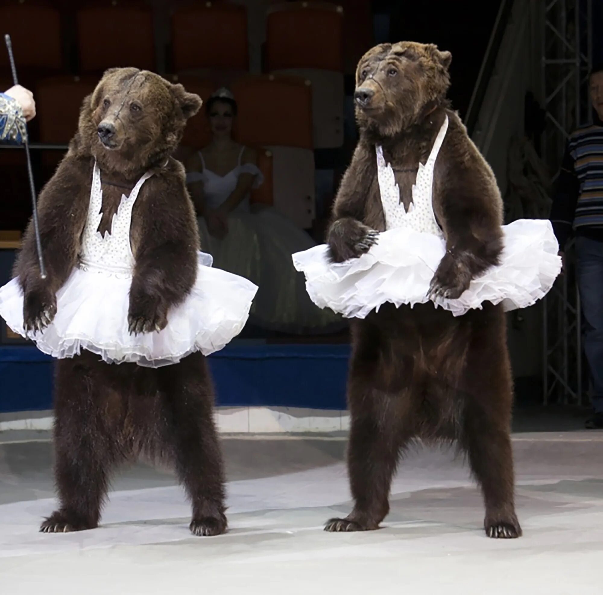 Где медведь танцует. Медведь в цирке. Танцующий медведь. Медвежонок в цирке. Медведь танцует.