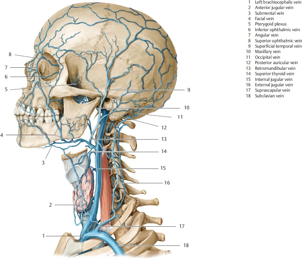 Яремная артерия где находится. Сонная артерия и яремная Вена. Наружная яремная Вена анатомия. Внутренняя Сонная артерия и внутренняя яремная Вена.