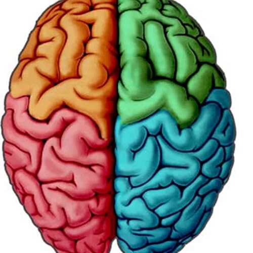 Мозг вид сверху. Два полушария мозга. Надпись мозг.