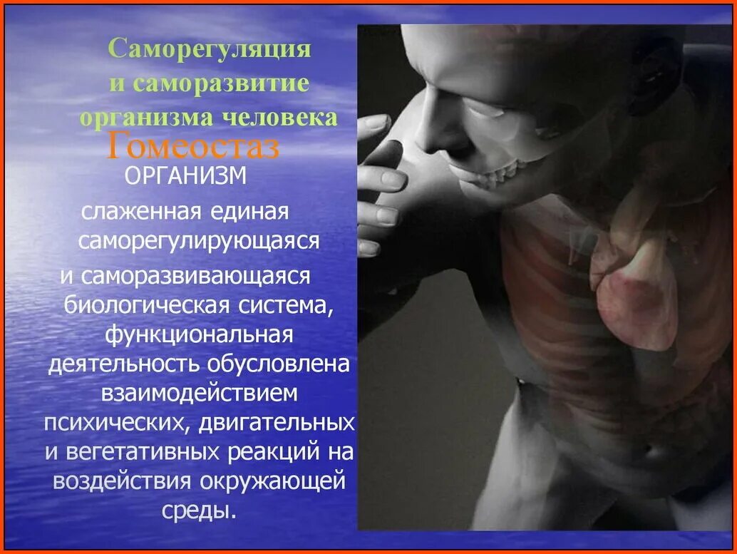 Саморегуляция. Саморегуляция и самосовершенствование организма.. Саморегуляция человеческого организма. Саморазвитие и саморегуляция личности.